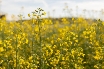 Com semente 100% produzida no Brasil, cultivo de canola pode decolar como biocombustível ao setor aéreo