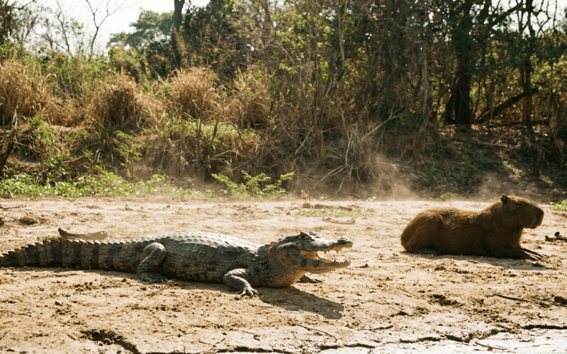Mito desvendado: razão pela qual jacarés não atacam capivaras em dias ensolarados