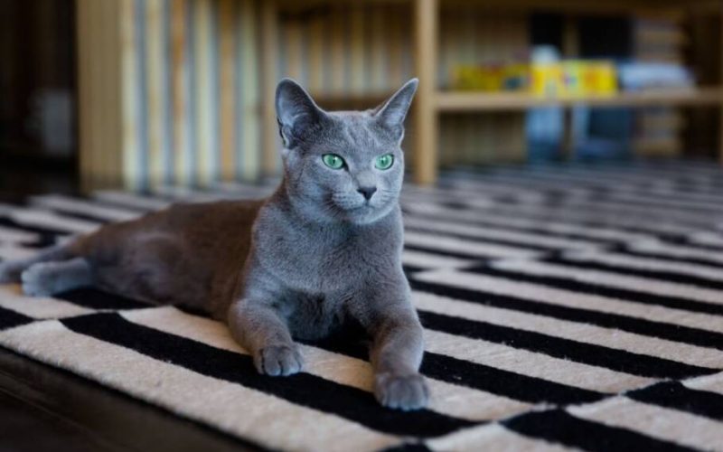 Cinco raças de felinos russos: conheça suas origens