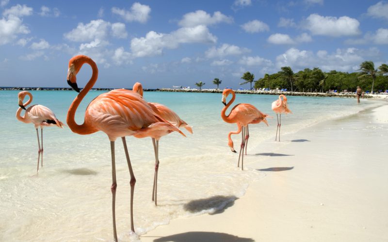 Aruba: um paraíso que exala alegria e celebração da vida.