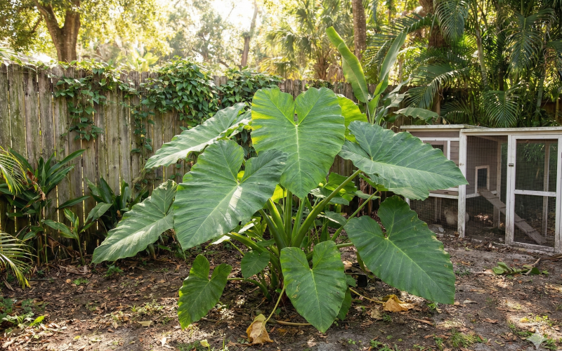 Taioba: muito mais que uma simples planta, uma fonte rica em ferro e saborosos pratos