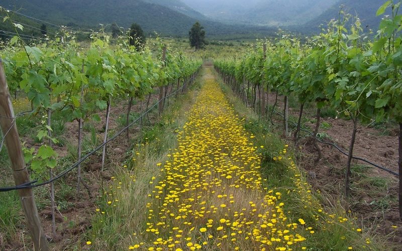 Vinícola Emiliana no Chile homenageia os princípios da viticultura sustentável