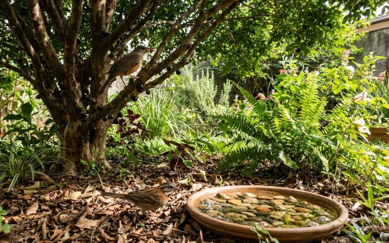 Dica para quem possui árvores frutíferas: saiba como atrair sabiás e tico-ticos para o seu quintal