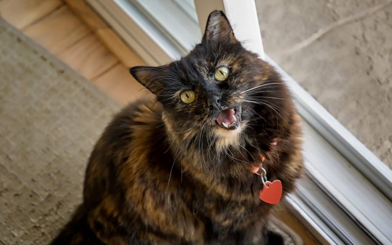 O que faz os gatos atenderem ao chamado de seus donos?