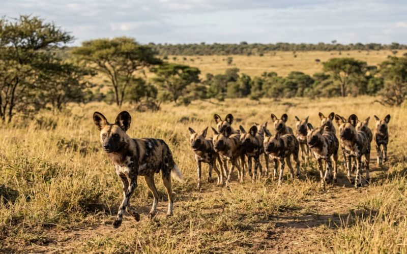 Oito raças de cães selvagens: predadores que não foram feitos para a vida doméstica