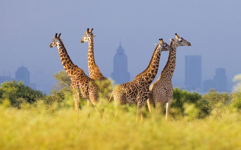 Leões e arranha-céus: o singular encontro de vida selvagem e urbanidade