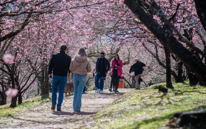 Inverno em Campos do Jordão ganha vida com o Festival das Cerejeiras