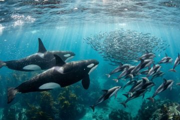 Alianças surpreendentes: orcas e golfinhos se juntam na caça aos salmões