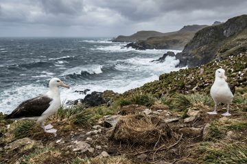 O inesperado motivo por trás da separação entre pinguins e albatrozes na vida selvagem