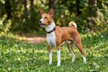 A intrigante raça canina que se comunica de maneira singular e não emite latidos
