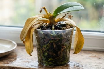 Como lidar com a queda repentina das folhas da sua orquídea?