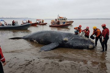 Baleia-sei de sete metros é salva após encalhar na costa