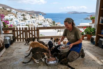 Buscam amantes de felinos para viver em uma ilha grega com moradia gratuita em troca de cuidados aos gatos.