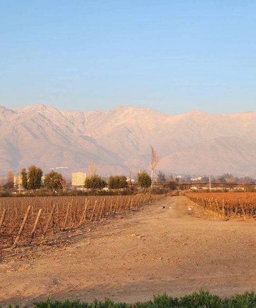 Neve e vinhos: a combinação perfeita para uma viagem inesquecível ao Chile