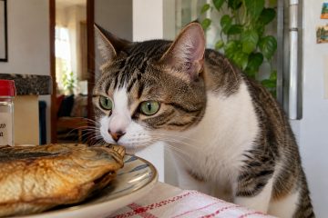 Desvendando o Mistério: O Que Leva Gatos a Abrirem a Boca Após Cheirar Objetos