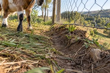 Cabras escapistas: como três cabras encontraram um jeito de driblar o cercado antes do café da manhã